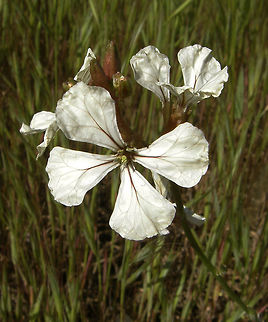 Eruca vesicaria/Roqueta Laguna De La Mata, Torrevieja, Espa&ntilde;a (2012).
It is an annual plant growing to 20&ndash;100 cm tall. The leaves are deeply pinnately lobed with four to ten small lateral lobes and a large terminal lobe. The flowers are 2&ndash;4 cm diameter, arranged in a corymb, with the typical Brassicaceae flower structure; the petals are creamy white with purple veins, and the stamens yellow; the sepals are persistent after the flower opens. The fruit is a siliqua (pod) 12&ndash;25 mm long with an apical beak, and containing several seeds.
Habitat: Is a species of Eruca native to the western Mediterranean region, in Morocco, Algeria, and Spain. Eruca vesicaria,Geotagged,Spain,Spring,rocket