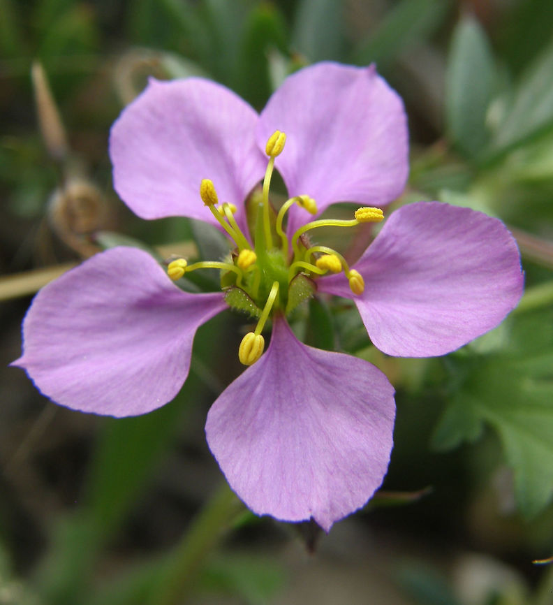 Manto/Rosa de la Virgen Laguna De La Mata, Torrevieja, Espa&ntilde;a (2012). Is a species of plant in the Zygophyllaceae, the Caltrop family, specifically the fagonbushes. It is found in Alicante Province, Spain and the Balearic Islands. It is a creeping plant and has star-shaped, 5-narrow petal, violet to light violet flowers.<br />
Habitat: It is a plant of rocky coastlines, especially on Cabrera, Formentera, Ibiza, and Majorca of the islands.         Fagonia cretica,Geotagged,Spain,Spring