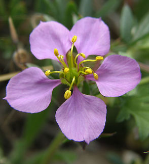 Manto/Rosa de la Virgen Laguna De La Mata, Torrevieja, Espa&ntilde;a (2012). Is a species of plant in the Zygophyllaceae, the Caltrop family, specifically the fagonbushes. It is found in Alicante Province, Spain and the Balearic Islands. It is a creeping plant and has star-shaped, 5-narrow petal, violet to light violet flowers.
Habitat: It is a plant of rocky coastlines, especially on Cabrera, Formentera, Ibiza, and Majorca of the islands.         Fagonia cretica,Geotagged,Spain,Spring