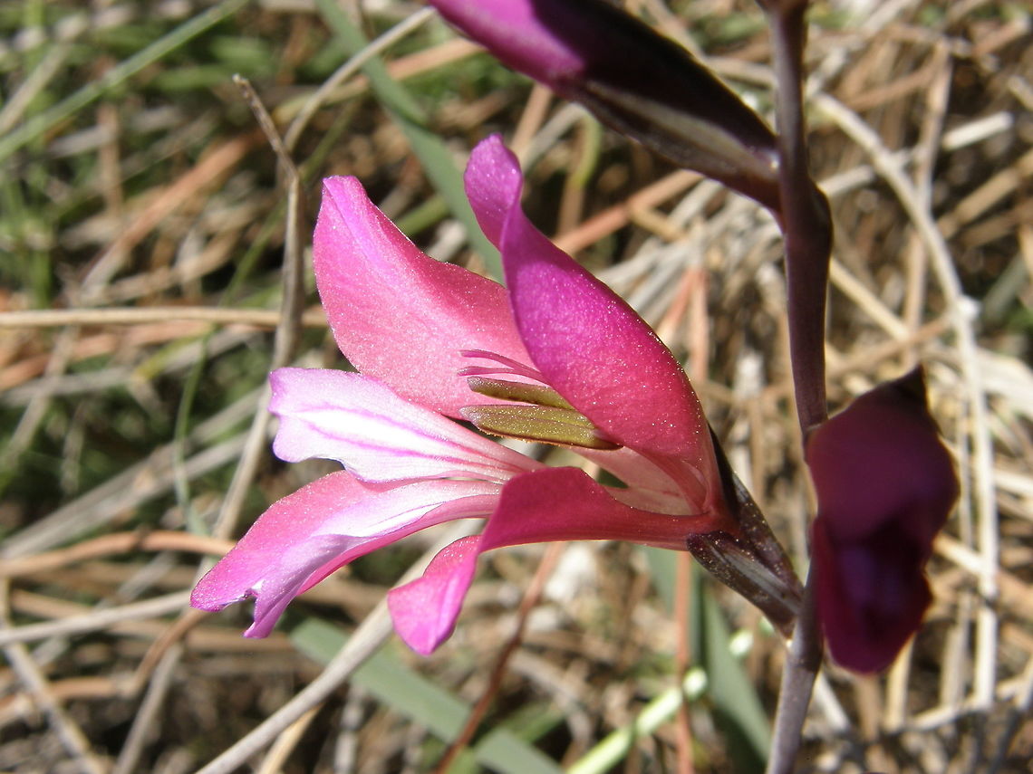 Gladiolus illyricus Laguna De La Mata, Torrevieja, Espa&ntilde;a (2012).<br />
Is a lily, common in the southeast of the Iberian Peninsula. Is characterized by: the bearing of a perennial herb, bulbous; leaves alternate; pink to purple flowers in unilateral spike, consisting of six tepals fused below in a short tube, with three stamens, and a fruit capsule with winged seeds.<br />
Habitat: It inhabits grasslands and rocky areas, and is used to decorate altars of the Virgin in the month of May. Geotagged,Gladiolus illyricus,Spain,Spring