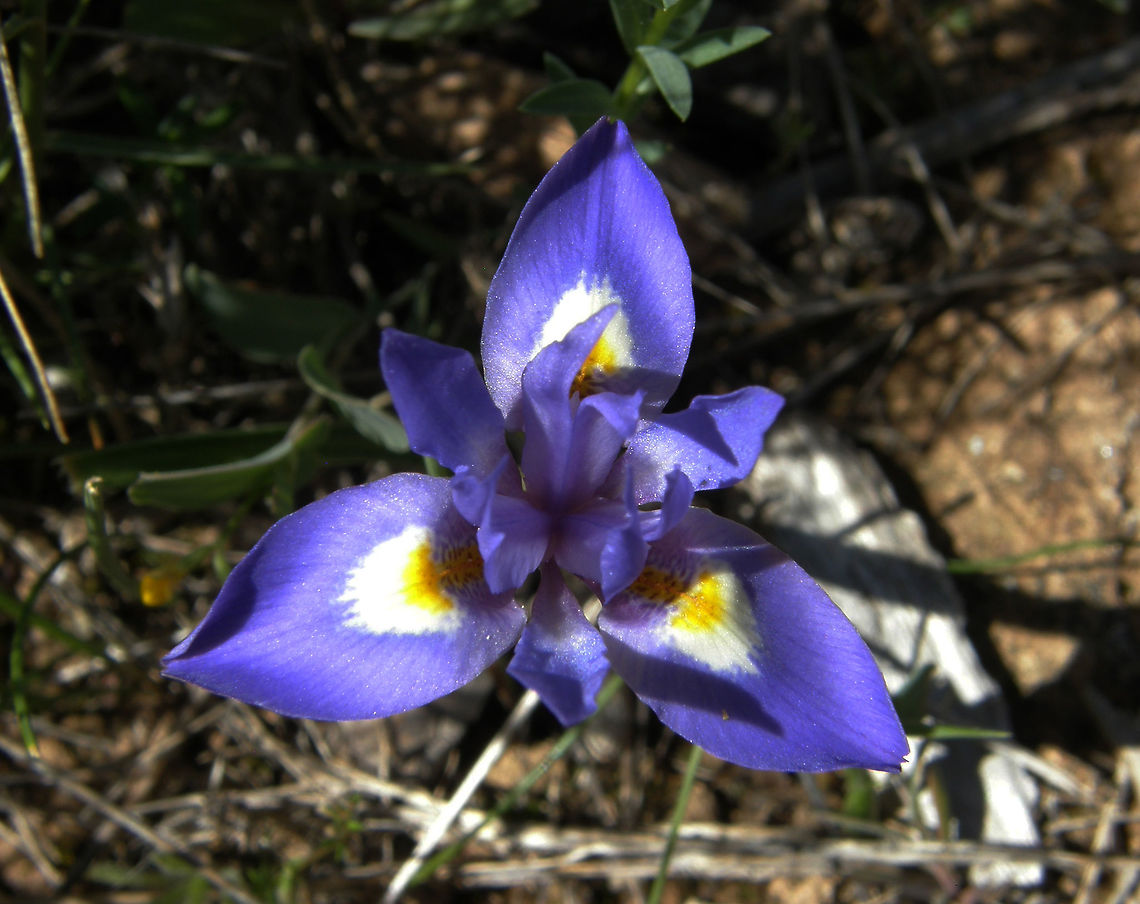 Wild Iris- Moraea sisyrinchium Laguna De La Mata, Torrevieja, Espa&ntilde;a (2012).<br />
It is a wild iris, common in the southeast of the Iberian Peninsule. It is characterized by a herbaceous, bulbous, perennial with basal leaves that are linear, longer than the stem. The flowers are at the top, bluish in color, very labile, with the outer tepals presenting a yellow or white spot, and the internal lanceolate, blue, and erect. The fruit is a capsule.<br />
Habitat: It lives in meadows, pastures and rocky areas.  Geotagged,Moraea sisyrinchium,Spain,Spring