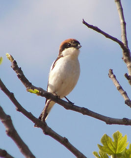 Woodchat Shrike/Alcaudon Comun Laguna De La Mata, Torrevieja, España (2012).
The male is a striking bird with black and white plumage and a chestnut crown. In the female and young birds the upperparts are brown and vermiculated. Underparts are buff and also vermiculated.
Habitat:
The Woodchat breeds in southern Europe, the Middle East and northwest Africa, and winters in tropical Africa. It breeds in open cultivated country, preferably with orchard trees and some bare or sandy ground. This migratory medium-sized passerine eats large insects, small birds and small amphibians. Like other shrikes it hunts from prominent perches, and impales corpses on thorns or barbed wire as a "larder".     Geotagged,Lanius senator,Spain,Spring,Woodchat shrike