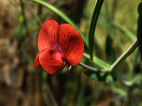 Red Pea/Flor del guisante Laguna De La Mata, Torrevieja, España (2012).
This is a hairless annual herb producing a slightly winged stem. The leaves are each made up of two leaflike linear leaflets 3 to 6 centimeters long. They also bear branched, curling tendrils. The inflorescence holds a single pea flower 1 to 1.5 centimeters wide which is a varying shade of red. The fruit is a hairless dehiscent legume pod. Not edible. It contains a neurotoxin and can cause lathyrism.
Habitat: Is a species of wild pea known by the common names red pea and flatpod peavine. It is native to Europe, North Africa, and the Middle East, and it is known from other places as an introduced species. 
 Geotagged,Lathyrus cicera,Spain,Spring