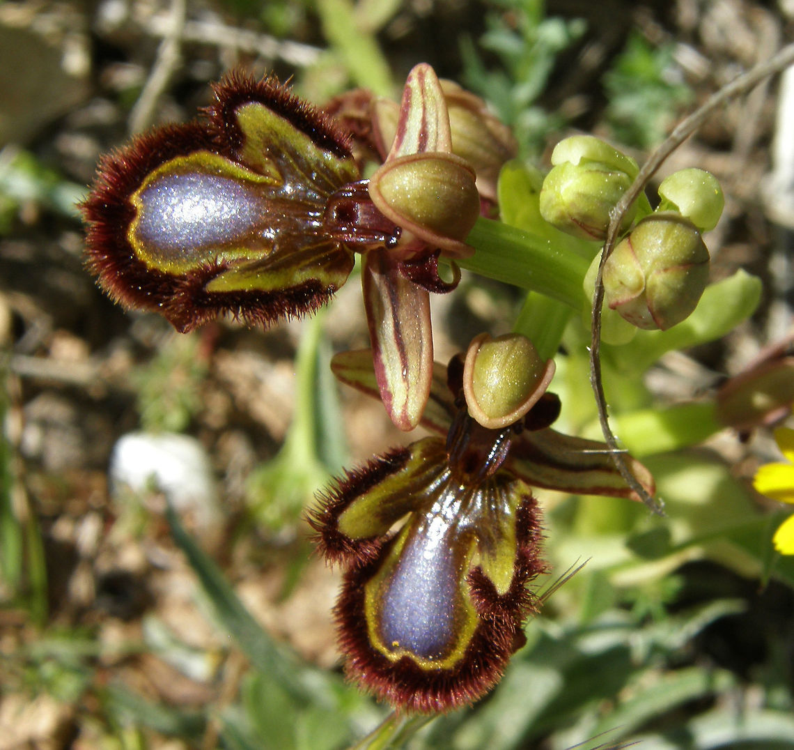 Mirror Orchid/Orquidea Abeja Espejo Laguna De La Mata, Torrevieja, España (2012).<br />
It is a wild orchid, monopodial and belonging to the subtribe Orchidinae. They reach a height of 25 to 30 cm. It is one of the popularly called "bee orchids." Most Ophrys orchids are dependent on a symbiotic fungus and can not be transplanted because of this. Each orchid has its own pollinator insect and is completely dependent on pollinators for this species survival. Mocked males are unlikely to return and even ignore plants of the same species. Because of this, only about 10% of the population becomes pollinated. This is sufficient to preserve the population of Ophrys, taking into account that each fertilized flower produces up to 12000 tiny seeds.<br />
Habitat: Is distributed throughout the Mediterranean (Spain, southern France and Corsica) and generally throughout Europe. In grasslands, scrublands, shrubs and forests. Geotagged,Mirror Orchid,Ophrys speculum,Spain,Spring