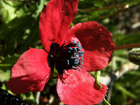 Sad Poppy/Amapola Hibrida Laguna De La Mata, Torrevieja, España (2012).
Belonging to the family of poppies. It is native to Mediterranean Europe, spread across the continent, except in the North, and in North America, where it may be native in certain regions It is an annual plant, similar to the wild poppy, but with smaller petals, reddish / crimson paler and fruits are sub-globular and hairy.
Habitat: Grasslands.    Geotagged,Papaver hybridum,Sad poppy,Spain,Spring