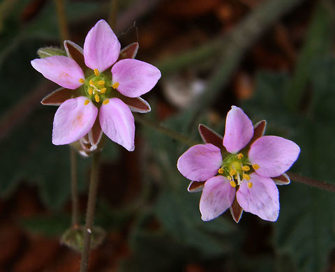 Rhodalsine geniculata Laguna De La Mata, Torrevieja, España (2012).
Glandular hairy perennial herb; stems to 30cm, sometimes somewhat woody at base, prostrate or ascending, much branched and often abruptly bent at the nodes. Leaves (4-)6-10(-12) by (0.5-)1-2(-2.5)mm, elliptical to linear, with 1 prominent vein beneath. Stipules absent. Flowers axillary and in terminal cymes; flower stalks 1.5-6 times as long as sepals. Sepals 3-4mm, oblong-ovate, usually obtuse, appearing veinless, with a wide dry and membranous margin; petals and capsule about equalling sepals. Seeds 0.5-0.8mm, the margin slightly wrinkled.
Habitat: South of Europe and North Africa: Algeria, Cyprus, Egypt, Greece, Italy, Libya, Malta, Morocco, Spain, Portugal, Sardinia. It shows up in disturbed lands, generally close to the sea. Geotagged,Rhodalsine geniculata,Spain,Spring