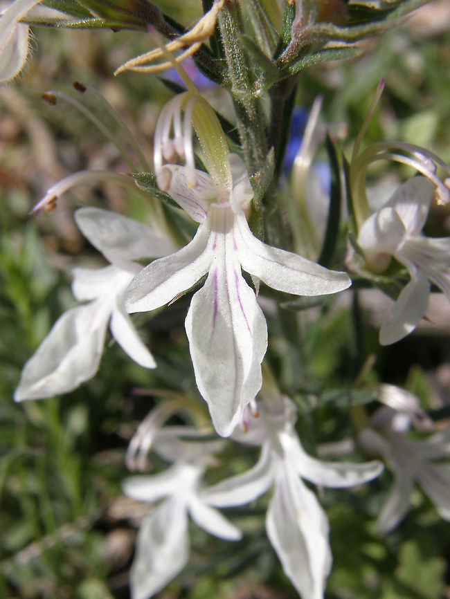 Pinillo falso - Teucrium pseudochamaepitys Laguna De La Mata, Torrevieja, Espa&ntilde;a (2012).<br />
Lamiaceae. Perennial, hirsute, 20-40 cm tall. Stem erect, unbranched, with a woody base, with dense foliage. Leaves opposite, about 4 cm long, deeply pinnate, with 3-5 linear leaflets, 1-2 mm wide, pointed. 2 whorls of flowers in loose terminal cluster. Sporophylls at least as long that the inflorescences. Calyx glandular hairs, the 5 teeth as long or longer than the tube. Corolla white to pink, 1-1.5 cm long, twice longer than the calyx. Upper lip absent. 5 lower lobes. 4 stamens and stigma very prominent.<br />
Habitat: Dry grasslands, roadsides, in areas of calcareous soils thermophilic of the Mediterranean Region. Geotagged,Spain,Spring,Teucrium pseudochamaepitys