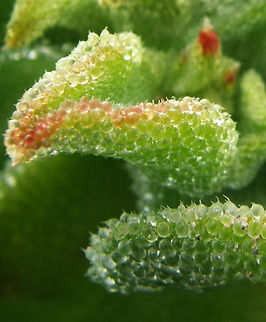 Ice Plant/An&eacute;mona de Tierra Laguna De La Mata, Torrevieja, Espa&ntilde;a (2012).
Is a prostrate succulent plant that is covered with large, glistening bladder cells. Its leaves are edible.
Habitat: It is native to Africa, Western Asia and Europe. Common ice plant,Mesembryanthemum crystallinum