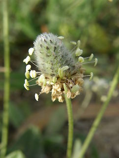 Pie de Liebre (Hare's Foot) - Plantago lagopus Laguna De La Mata, Torrevieja, Espa&ntilde;a (2012). Herbaceous plant. Smaller and hairier than Plantago lanceolata.
Habitat: Nitrophilic. In dry grasslands. Geotagged,Plantago lagopus,Spain,Spring