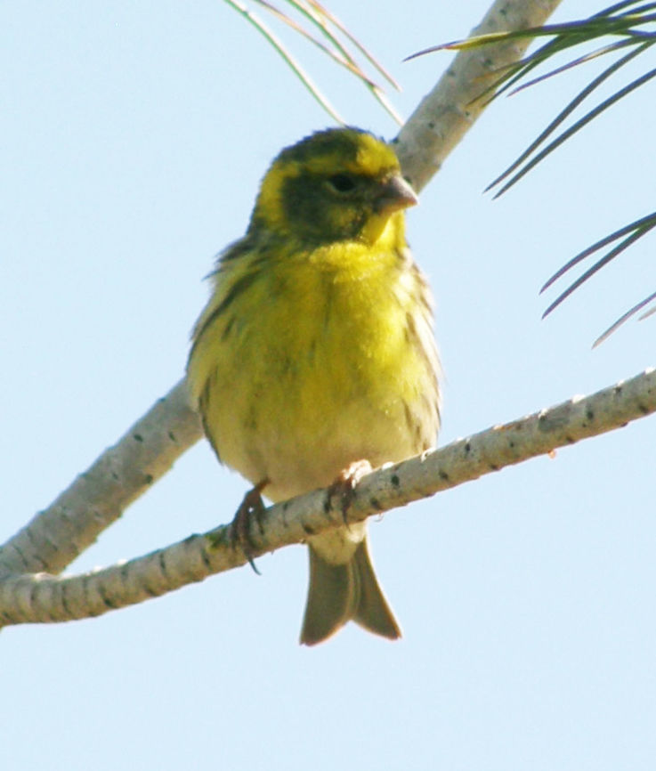 European Serin/Verdecillo-Serinus serinus Laguna De La Mata, Torrevieja, Espa&ntilde;a (2012).<br />
Is the smallest European species of the family of finches (Fringillidae) and is closely related to the Canary. Its diet consists mainly of a combination of buds and seeds. It is a small short-tailed bird, 11&ndash;12 cm in length. The upper parts are dark-streaked greyish green, with a yellow rump. The yellow breast and white belly are also heavily streaked. The male has a brighter yellow face and breast, yellow wing bars and yellow tail sides. The song of this bird is a buzzing trill.<br />
Habitat: It breeds across southern and central Europe and north Africa. Southern and Atlantic coast populations are largely resident, but the northern breeders migrate further south in Europe for the winter. Open woodland and cultivation, often with some conifers, is favoured for breeding. European serin,Serinus serinus