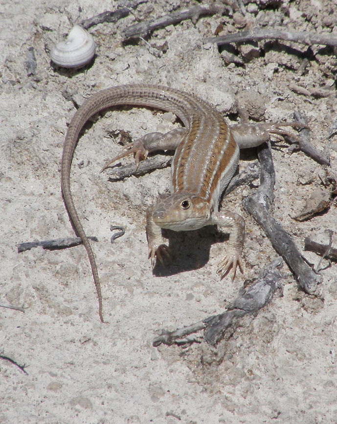 Red-tailed Spiny-footed Lizard The lizard&#039;s coloration and the pattern of its spots are extremely variable. Apparently, only the juveniles and females in heat have the tail and feet red.<br />
Habitat: The Acanthodactylus is native to a wide area of Africa and southern Europe, being found across the Sahara Desert and on the Iberian peninsula. Though the lizard prefers dry and sparsely vegetated regions, it is not restricted to arid terrain, and it is not uncommon to find it in other environments.        Acanthodactylus erythrurus,Geotagged,Spain,Spring