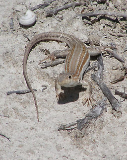 Red-tailed Spiny-footed Lizard The lizard's coloration and the pattern of its spots are extremely variable. Apparently, only the juveniles and females in heat have the tail and feet red.
Habitat: The Acanthodactylus is native to a wide area of Africa and southern Europe, being found across the Sahara Desert and on the Iberian peninsula. Though the lizard prefers dry and sparsely vegetated regions, it is not restricted to arid terrain, and it is not uncommon to find it in other environments.        Acanthodactylus erythrurus,Geotagged,Spain,Spring