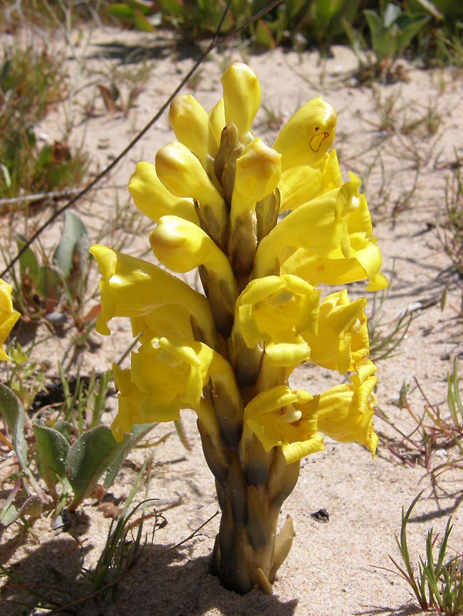 Cistanche phelypaea subsp.lutea Cistanche is a worldwide genus of holoparasitic desert plants in the family Orobanchaceae. They lack chlorophyll and obtain nutrients and water from the host plants whose roots they parasitize.<br />
Habitat: Sandy, saline areas. Cistanche phelypaea,Geotagged,Spain,Spring