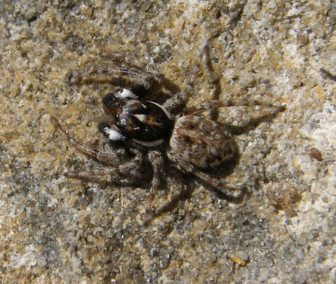 Jumping Spider Santa Pola, Espa&ntilde;a (2012).
The Salticidae are a family of small hunting spiders noted for their agility in jumping and sight, unusually effective among spiders. These spiders are small, generally only a few millimeters. The body seems covered with hairs sometimes flaky, sometimes iridescent. Four of their eight eyes are directed frontally. They are able to focus and move, changing its direction and sometimes move rhythmically to detect prey. The frontal eyes provide stereoscopic vision, while the lateral ones complete a view of 360 &deg;. Their effective vision is exceptional not only among the spiders, but also among the arthropods. They are able to jump with precision in any direction, also sideways or backwards. When the weather is bad or approaching night, they spin a little cocoon which serves as a refuge.
Habitat: This one was found in a rocky dock in the beach.      Geotagged,Menemerus semilimbatus,Spain,Spring
