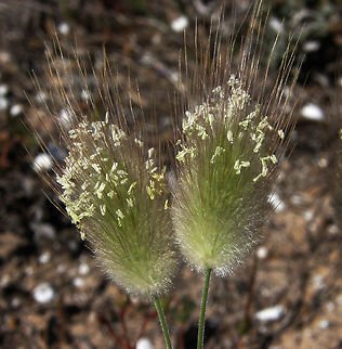 Cola de Liebre/Hare's tail Playa de Tamarit, Santa Pola, Espa&ntilde;a (2012).
Is a grass. Plant tip florets looks smooth and oval, with silky white hair and the stems are very thin.
Habitat: Slopes and open places, especially in sandy areas near the sea. Found in North Africa (from Morocco to Egypt) in Atlantic archipelagos (Azores, Madeira and Canary Islands), in Southern Europe (France, Spain, Portugal, Italy, former Yugoslavia, Greece) and Middle-East (Israel, Lebanon, Turkey, Syria).
 Geotagged,Hares-tail,Lagurus ovatus,Spain,Spring