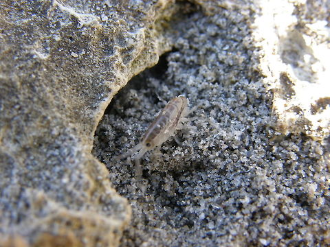 Sand hopper Playa Tamarit, Santa Pola, Espa&ntilde;a (2012)
One likely prey of the previous spider since they were found in the same place. It is a common amphipod crustacean of sandy coasts around Europe. The typical "hopping" movement gives the animal its common name, and is produced by a flexion of the abdomen. In order to do this, it must stand on its legs (amphipods usually rest on their sides) and suddenly extend its abdomen out from under its body. It can leap several inches into the air.
Habitat:

It is found around the coasts of the North Sea and north-east Atlantic Ocean from southern Norway to the Mediterranean Sea. In most of its range, its daily cycle is strongly linked to the tides, with daily migrations of up to 100 m (328 ft), but where there are no significant tides (as in parts of the Mediterranean), visual cues are used instead. Talitrus saltator spends the day buried at depths of 10&ndash;30 cm above the strandline, but emerges at night on the falling tide to feed. Their diet is composed chiefly of the rotting seaweed which accumulates on the strandline. T. saltator is an important food source for shore birds. Geotagged,Spain,Spring,Talitrus saltator,talitrus saltator