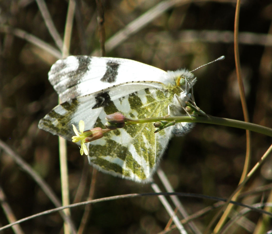 The Green-Striped White Playa de Tamarit, Santa Pola, Espa&ntilde;a (2012). Is a small butterfly of the family Pieridae. Is a small white butterfly with a wingspan of 45 to 50 mm. The underside of the hindwing has a pattern of greenish blotches.<br />
Habitat:It is common in central and southern Europe, migrating northwards every summer, often reaching southern Scandinavia and sometimes southern England.<br />
<br />
<br />
 Euchloe belemia,Geotagged,Green-striped White,Spain,Spring