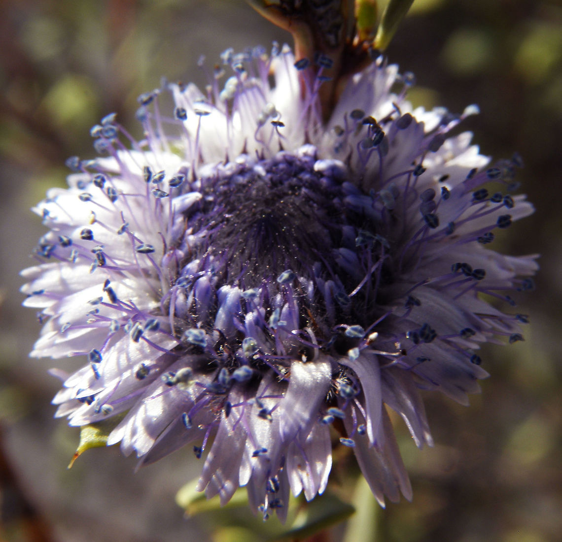Alipo - Globularia alypum Cala De Finestrat, Alicante, Espa&ntilde;a (2012). It is a branched subshrub, up 30-60 cm tall, with erect stems. The leaves are small, 1-1.5 cm long by 0.2 to 0.5 cm wide, evergreen, oval, lanceolate. The small flowers are pale blue, solitary, globose.<br />
Habitat: Arid lands. Mediterranean basin. Geotagged,Globularia alypum,Spain,Spring