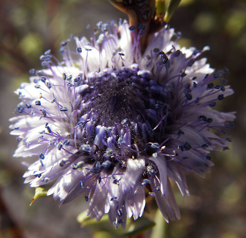 Alipo - Globularia alypum Cala De Finestrat, Alicante, Espa&ntilde;a (2012). It is a branched subshrub, up 30-60 cm tall, with erect stems. The leaves are small, 1-1.5 cm long by 0.2 to 0.5 cm wide, evergreen, oval, lanceolate. The small flowers are pale blue, solitary, globose.
Habitat: Arid lands. Mediterranean basin. Geotagged,Globularia alypum,Spain,Spring