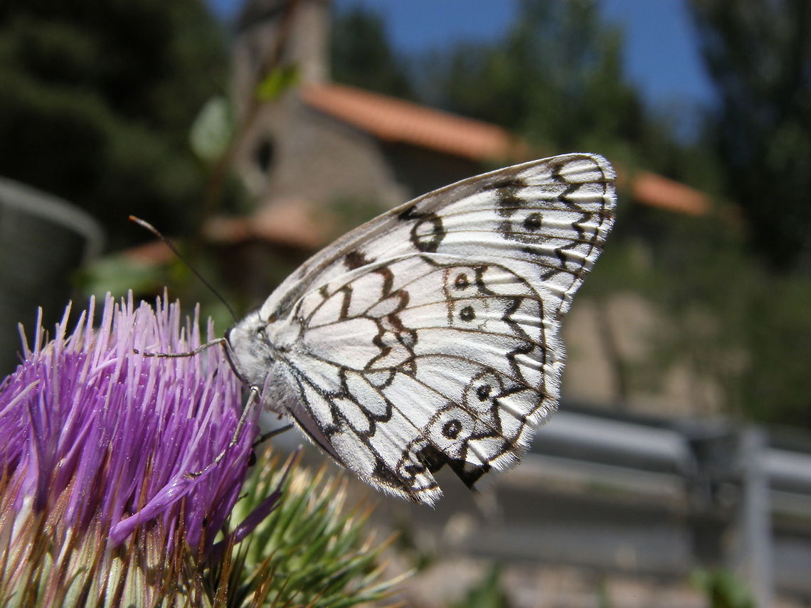Esper's marbled white - Melanargia russiae Sierra De Gredos, Espa&ntilde;a (2012).<br />
 Esper's marbled white,Geotagged,Melanargia russiae,Spain,Summer