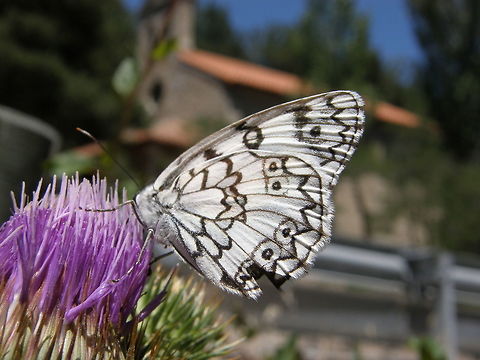 Esper's marbled white - Melanargia russiae Sierra De Gredos, Espa&ntilde;a (2012).
 Esper's marbled white,Geotagged,Melanargia russiae,Spain,Summer