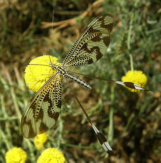 Spoonwings Barco De Avila, Sierra De Gredos, Espa&ntilde;a (2012). 
Nemoptera bipennis is a species of slow flying insect in the family Nemopteridae or spoonwings. Their flight is delicate and they have a circling flight to avoid walls when they are trapped indoors. The long streamer is conspicuous when the insects are flying and these are the elongated and spatulate hindwings.
Male Nemopterids have a bulla on the wing usually along the margin or wing base that is used to disperse pheromone
It is found in Spain, Portugal and France. It lives in calcareous areas with low vegetation. I have seen this one near a river. Geotagged,Nemoptera bipennis,Spain,Summer