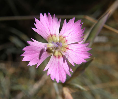 Dianthus pungens Little carnation from Sierra de Gredos, Espa&ntilde;a, seen in July 2012. Dianthus pungens,Geotagged,Spain,Summer