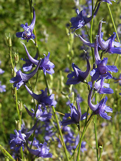 Espuelas De Caballero/Larkspur -Delphinium fissum var. sordidum Sierra De Gredos, Espa&ntilde;a (2012).
 Endemic species endangered. It flowers at the beginning of the summer.
https://es.wikipedia.org/wiki/Delphinium_fissum Delphinium fissum,Geotagged,Spain,Summer