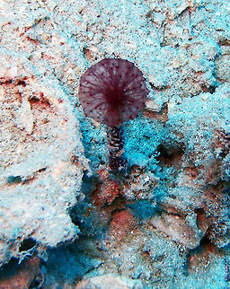 Pink Puff Ball Sponge Goby´s Rock, Lankayan, Sabah (2015).
Small delicate prickly ball about 1-2cm in diameter, on a short conical stem (called the capitate structure). The ball has fine sheets between the prickles. Seen singly but sometimes a few seen near one another growing on coral rubble. This puffy fluff is just a tiny part of the sponge. The bulk of the sponge is actually buried.The main sponge is bulbous and spherical. Colour usually a deep maroon to bright pink. The capitate structure is where the water is 'exhaled' from the sponge, and also where propagules (new sponges) are dispersed.
Habitat: Indo-Pacific.
http://www.wildsingapore.com/wildfacts/porifera/oceanapia.htm

 Fall,Geotagged,Malaysia,Oceanapia sagittaria