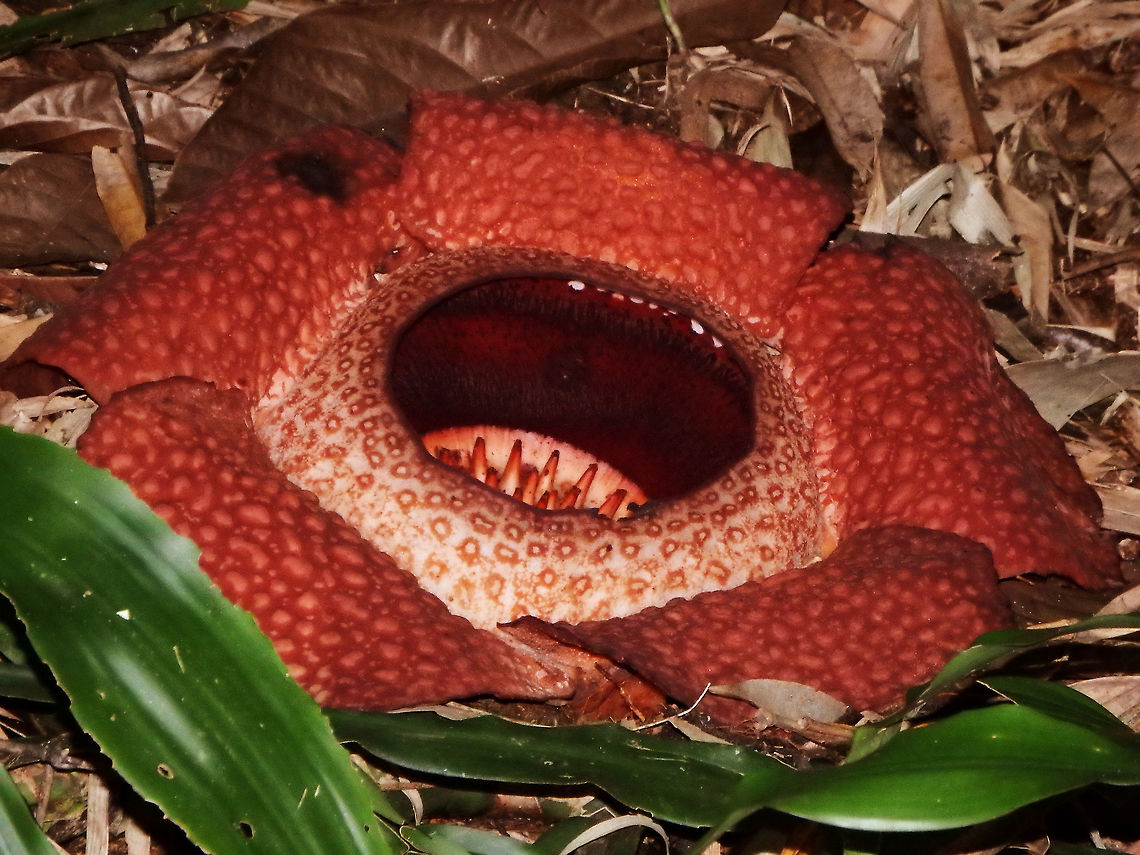 Rafflesia keithii (Corpse Flower in EN/Bunga pakma in Malay) Seen in Ranau, Sabah, Borneo (2015).<br />
This Rafflesia is endemic to Sabah, Borneo and can grow up to 1 m in diameter.<br />
Rafflesias are parasitic flowering plants. The plant has no stems, leaves or true roots. It is a holoparasite of vines in the genus Tetrastigma (Vitaceae), spreading its absorptive organ, the haustorium, inside the tissue of the vine. The only part of the plant that can be seen outside the host vine is the five-petaled flower. <br />
The flowers look and smell like rotting flesh, hence its local names which translate to &quot;corpse flower&quot; or &quot;meat flower&quot;. The foul odor attracts insects such as flies, which transport pollen from male to female flowers. Most species have separate male and female flowers, but a few have hermaphroditic flowers. Little is known about seed dispersal. R. keithii is found along the eastern slopes of Mount Kinabalu in the Lohan Valley of Sabah. Fall,Geotagged,Malaysia,Rafflesia keithii