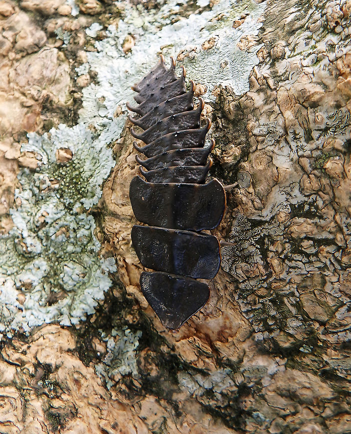 Trilobite Beetle Seen near Mount Kinabalu, Sabah, Borneo (2015). It is tentative ID for the species because even for experts is very difficult to distinguish trilobites of the genus Platerodrilus and some are not even species described yet.     <br />
Platerodrilus is a genus of beetles of the family Lycidae. They commonly appear in the literature under the name Duliticola, which is an obsolete synonym. The females stay in the larval form and are about 40&ndash;80 mm in length (I think the one in the pic is larval as the male adults have red borders in their segments. They have a flat dark body with large scales over the head, resembling trilobites, hence the informal names Trilobite beetle, Trilobite larva or &quot;Sumatran Trilobite larva&quot; (many species are found all over Malaysia, including Borneo). The males are much smaller, 8&ndash;9 mm, with a beetle-like appearance. Most are found in tropical rainforests, notably in India and South-east Asia. For more info on the complexity of the species see: <a href="http://zookeys.pensoft.net/articles.php?id=3966" rel="nofollow">http://zookeys.pensoft.net/articles.php?id=3966</a> Fall,Geotagged,Malaysia,Platerodrilus paradoxus