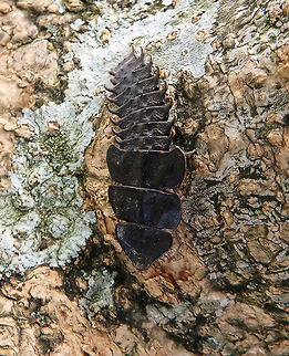 Trilobite Beetle Seen near Mount Kinabalu, Sabah, Borneo (2015). It is tentative ID for the species because even for experts is very difficult to distinguish trilobites of the genus Platerodrilus and some are not even species described yet.     
Platerodrilus is a genus of beetles of the family Lycidae. They commonly appear in the literature under the name Duliticola, which is an obsolete synonym. The females stay in the larval form and are about 40–80 mm in length (I think the one in the pic is larval as the male adults have red borders in their segments. They have a flat dark body with large scales over the head, resembling trilobites, hence the informal names Trilobite beetle, Trilobite larva or "Sumatran Trilobite larva" (many species are found all over Malaysia, including Borneo). The males are much smaller, 8–9 mm, with a beetle-like appearance. Most are found in tropical rainforests, notably in India and South-east Asia. For more info on the complexity of the species see: http://zookeys.pensoft.net/articles.php?id=3966 Fall,Geotagged,Malaysia,Platerodrilus paradoxus