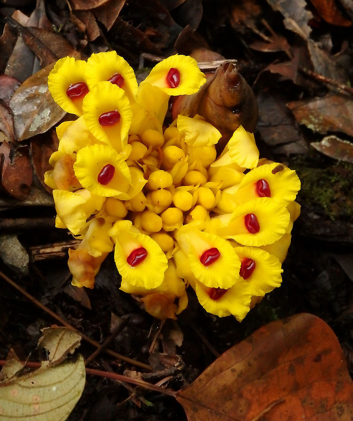 Wild ginger - Etlingera fimbriobracteata Seen in the area of Mount Kinabalu, Sabah, Borneo (2015).<br />
Zingiberaceae.  The plant is rhizomatous and the inflorescence (group of flowers) arises from the rhizoma, with up to 90 flowers per head. The flower&#039;s corolla is yellow, with an anther crest yellow - orange. Fruits ripen reddish.<br />
They live in th forest floors near rivers or streams. Etlingera fimbriobracteata,Fall,Geotagged,Malaysia