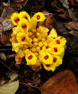 Wild ginger - Etlingera fimbriobracteata Seen in the area of Mount Kinabalu, Sabah, Borneo (2015).
Zingiberaceae.  The plant is rhizomatous and the inflorescence (group of flowers) arises from the rhizoma, with up to 90 flowers per head. The flower's corolla is yellow, with an anther crest yellow - orange. Fruits ripen reddish.
They live in th forest floors near rivers or streams. Etlingera fimbriobracteata,Fall,Geotagged,Malaysia