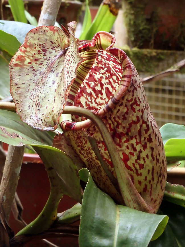 Burbidge's Pitcher Plant/Monkey Cup Seen in Mount Kinabalu Botanical Garden, Sabah, Borneo (2015).<br />
Pitcher plants are carnivorous plants which trap animals as food. They have modified leaves known as pitfall traps, a prey-trapping mechanism featuring a deep cavity filled with digestive fluid liquid. It is a strong climber that quickly enters the vining stage. N. burbidgeae is endemic to the area of Mount Kinabalu. Fall,Geotagged,Malaysia,Nepenthes burbidgeae