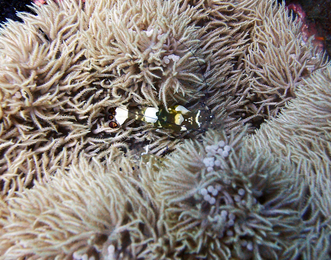 Pacific Clown Anemone Shrimp Dauin, Philippines (2012).<br />
Its transparent body has several white spots irregularly spread over its carapace and tail, which helps it to blend in with the tentacles of the anemone. Another distinctive marking of its species are the five black-edged orange spots on its caudal fin.<br />
Habitat: Most commonly found associated to anemones.  Fall,Geotagged,Periclimenes brevicarpalis,Philippines