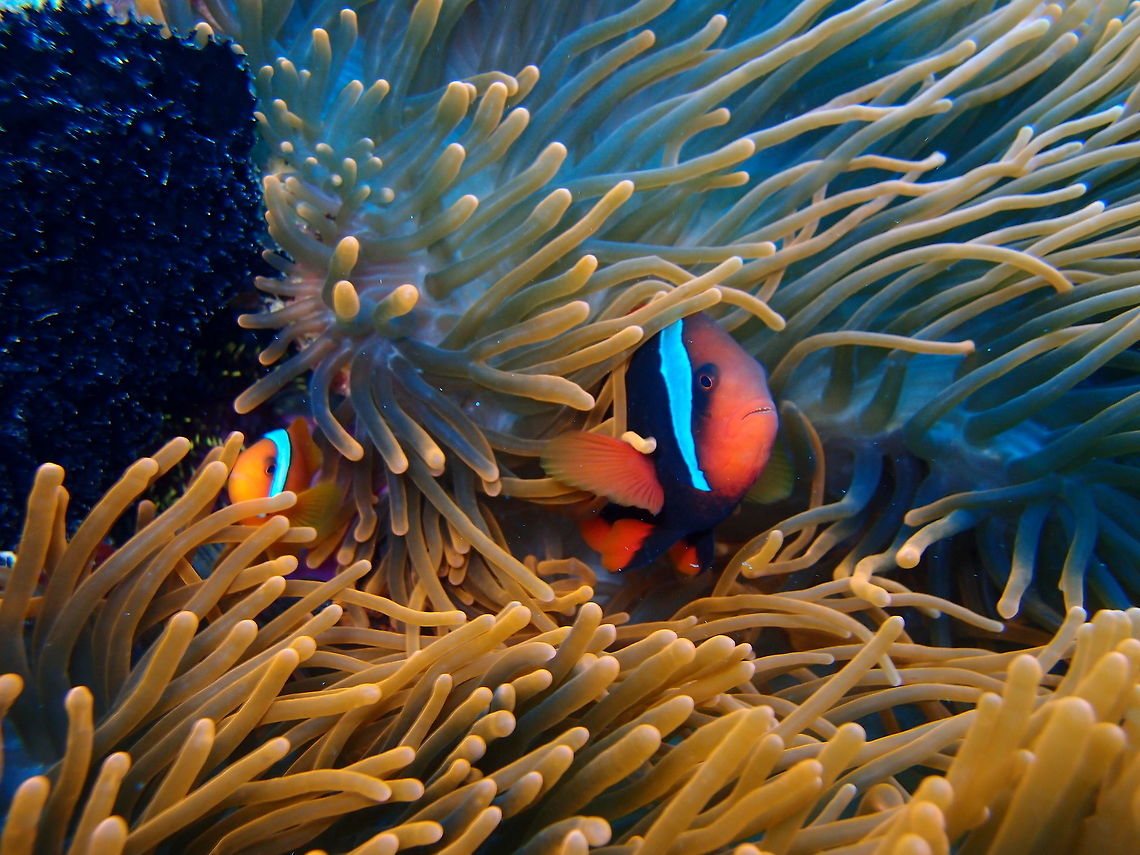 Tomato Clownfish Seen in Dauin, Philippines (2012).<br />
The adult fish is bright orange-red, with a white head bar or vertical stripe just behind the eyes, joined over the head and with a distinctive black outline. Females are mainly blackish on the sides. Males are considerably smaller and are red overall. Juveniles are a darker red, with two or three white bars. Amphiprion frenatus,Fall,Geotagged,Philippines,Tomato clownfish