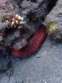Pinkfish Sea Cucumber Seen in Dauin, Philippines (2012).
It cn grow up to 35 cm long. Black upper and reddish pink lower cylindrical body.   Fall,Geotagged,Holothuria edulis,Philippines