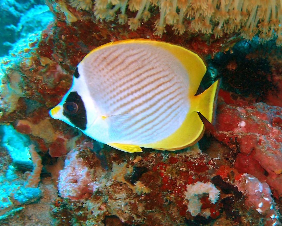 Philippine butterflyfish - Chaetodon adiergastos Apo Island, Dauin, Philippines (2012).<br />
Is a butterfly fish with a maximum length of 20 cm (nearly 8 in). The body is white with diagonal brown stripes on the sides. The dorsal, caudal, anal and pelvic fins are yellow. There are rounded broad black bands on the face, covering the eye, but not continuous from one side of the body to the other but with a separate black spot centered on the forehead.<br />
Habitat: It is found in the western Pacific, from the Ryukyu Islands and Taiwan to Java and northwestern Australia. The Philippine Butterflyfish is found in coral reefs at depths of 3-25 m and occurs in pairs or groups, usually near soft coral. Juveniles are solitary and found on shallow protected reefs or in estuaries. Chaetodon (Rabdophorus) adiergastos,Fall,Geotagged,Philippine butterflyfish,Philippines