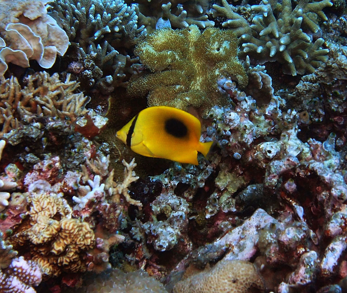 Mirror Butterflyfish - Chaetodon speculum Dauin, Philippins (2012).<br />
Upto 18 cm (7 in) in length. The body is bright orange-yellow with a big black blotch below the dorsal fin and a vertical black bar running through the eye.       Chaetodon speculum,Fall,Geotagged,Mirror Butterflyfish,Philippines