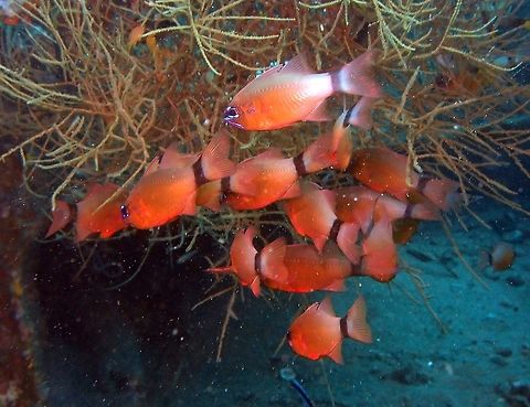 Ring-tailed cardinalfish
