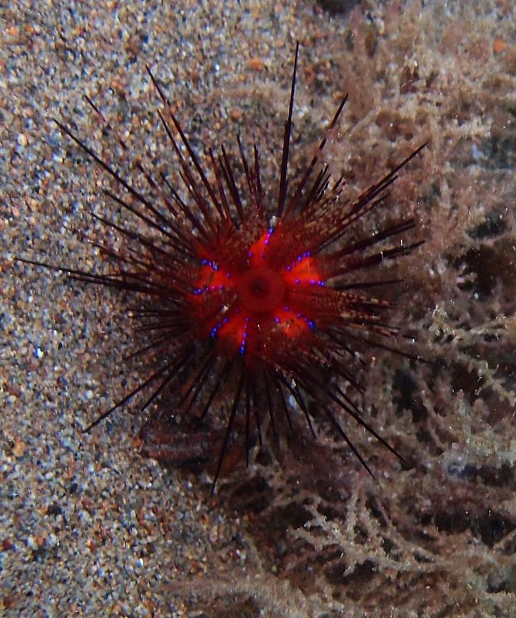Rainbow fire urchin - Astropyga radiata Large urchin belonging to the Diadematidae family, with long and mobile spines. Highly variable colour, from light to dark brown, almost black. Young specimens have banded spines. Always visible 5 areas free from spines, V shaped, bright red with blue spots at the sides. Brown anal sac, dark tipped. 20 cm. Often found in bay and lagoon, on sandy and rubble bottoms. It often forms aggregations of many specimens, moving together staying in contact. Identifiable from other Diadematidae by the red lines and blue dots. Often associated with commensal crustaceans, as the crab Zebrida adamsii, the shrimps Periclimenes hirsutus, Stegopontonia commensalis, juvenile cardinal fishes or razor fishes, the juvenile Lutjanus sebae. It lives in symbiosis with the crab Dorippe frascone, carrying the urchin on its back.<br />
Habitat: Indo Pacific.        Astropyga radiata,Fall,Geotagged,Philippines,Red urchin