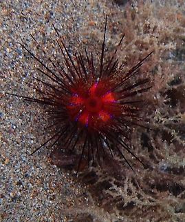 Rainbow fire urchin - Astropyga radiata Large urchin belonging to the Diadematidae family, with long and mobile spines. Highly variable colour, from light to dark brown, almost black. Young specimens have banded spines. Always visible 5 areas free from spines, V shaped, bright red with blue spots at the sides. Brown anal sac, dark tipped. 20 cm. Often found in bay and lagoon, on sandy and rubble bottoms. It often forms aggregations of many specimens, moving together staying in contact. Identifiable from other Diadematidae by the red lines and blue dots. Often associated with commensal crustaceans, as the crab Zebrida adamsii, the shrimps Periclimenes hirsutus, Stegopontonia commensalis, juvenile cardinal fishes or razor fishes, the juvenile Lutjanus sebae. It lives in symbiosis with the crab Dorippe frascone, carrying the urchin on its back.
Habitat: Indo Pacific.        Astropyga radiata,Fall,Geotagged,Philippines,Red urchin