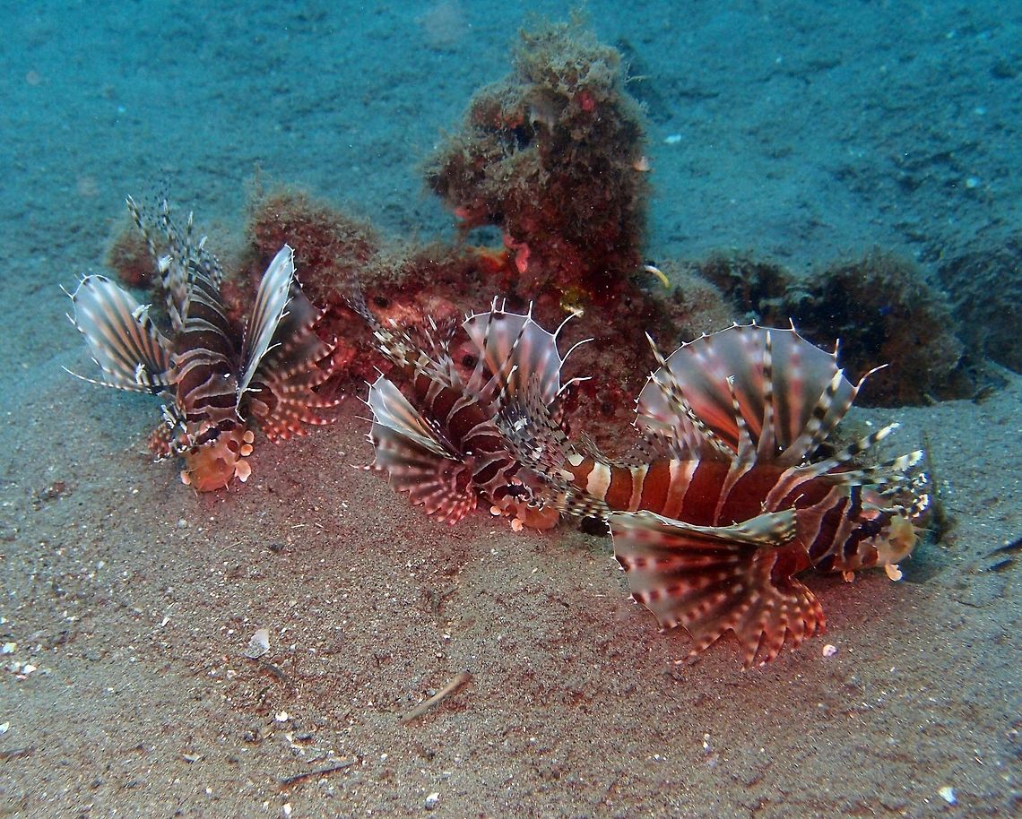 Zebra lion fish - Dendrochirus zebra Dendrochirus zebra, is a carnivorous ray-finned fish with thirteen venomous spines along its back, used to defend itself. These spines are connected with a clear film. These fish are slow-moving and peaceful, but can be dangerous. They have a habit of resting in places hidden from light such as under a rock or a piece of coral. All lionfish are immune to each other&#039;s poison and all are usually solitary fishes. Zebra lionfish are found at depths down to only 60 meters. Despite their obvious advantage, zebra lionfish feed only on small crustaceans, and are in turn preyed upon by groupers. It reaches a maximum 24 cm and inhabits tropical waters.<br />
Habitat: Originary from the Indian and western Pacific oceans. Can be found in other oceans due to release from aquariums. Dendrochirus zebra,Fall,Geotagged,Philippines,Zebra turkeyfish
