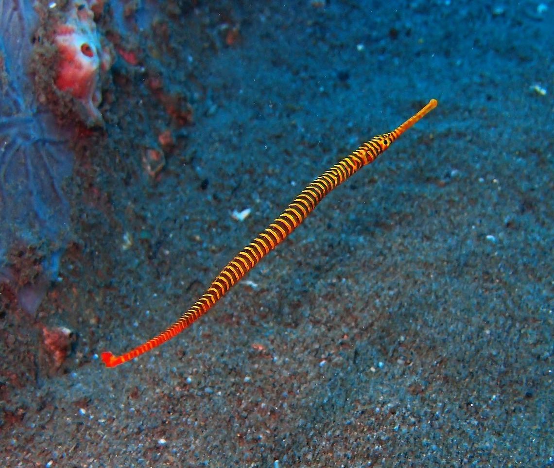 Yellow-banded Pipefish Dauin, Philippines (2012).<br />
Yellow with orange strips. Males can be up to 19 cm and as sea horses they carry the fertilized eggs in a ventral pouch. Also in the aquarium trade.<br />
Habitat: Tropical seas. Common among coral and in reef caves and crevices; usually found in pairs. Nearly always seen swimming upside down against ceiling of caves. Doryrhamphus pessuliferus,Dunckerocampus pessuliferus,Fall,Geotagged,Philippines,Yellowbanded pipefish