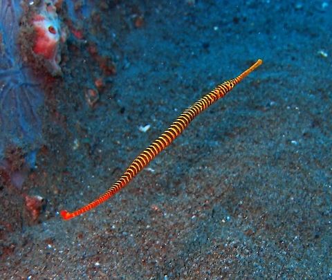 Yellow-banded Pipefish Dauin, Philippines (2012).
Yellow with orange strips. Males can be up to 19 cm and as sea horses they carry the fertilized eggs in a ventral pouch. Also in the aquarium trade.
Habitat: Tropical seas. Common among coral and in reef caves and crevices; usually found in pairs. Nearly always seen swimming upside down against ceiling of caves. Doryrhamphus pessuliferus,Dunckerocampus pessuliferus,Fall,Geotagged,Philippines,Yellowbanded pipefish