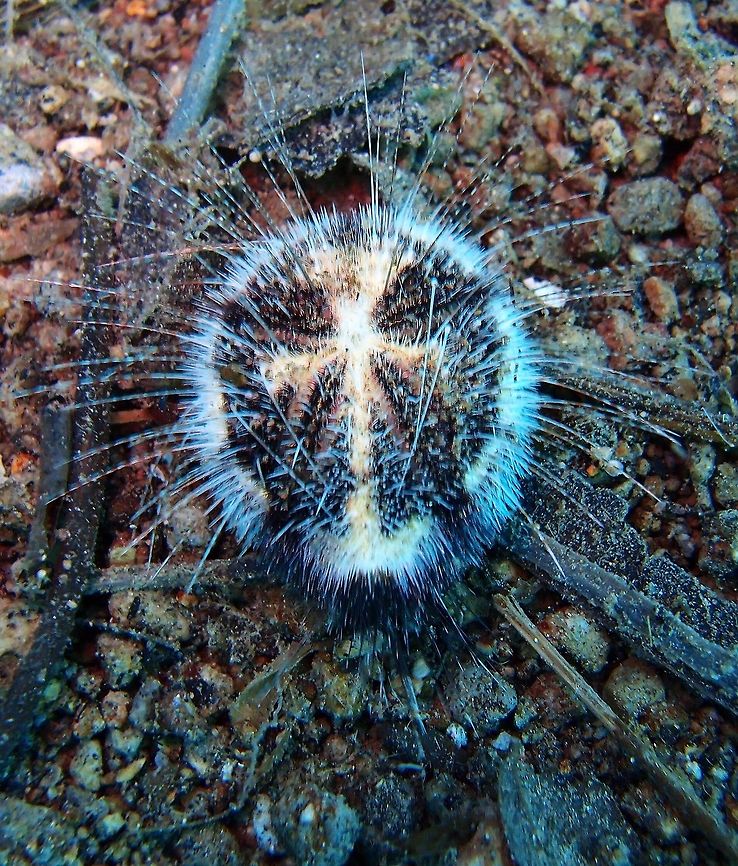Heart Sea Urchin - Maretia planulata Dauin, Philippines (2012).<br />
The body of hear urchins is shaped a bit like a Valentine heart lying on its back, with the indented end pointing forward. The mouth is toward that end, on the bottom of the urchin below the indentation, so that the urchin has a definite front end, with the anus at the back. Because these displacements destroy the nice five-part symmetry seen in &ldquo;regular&rdquo; urchins, these are logically known as &ldquo;irregular&rdquo; echinoids.<br />
Habitat: Lives buried in the sand. At night, a species in the genus Maretia emerges from the sand where it buries itself during the day, and marches in comical herds across the bottom in search of food. With the long trailing spines and amazingly rapid motion, it&rsquo;s not difficult to see how these became known as sea mice. Fall,Geotagged,Maretia planulata,Philippines