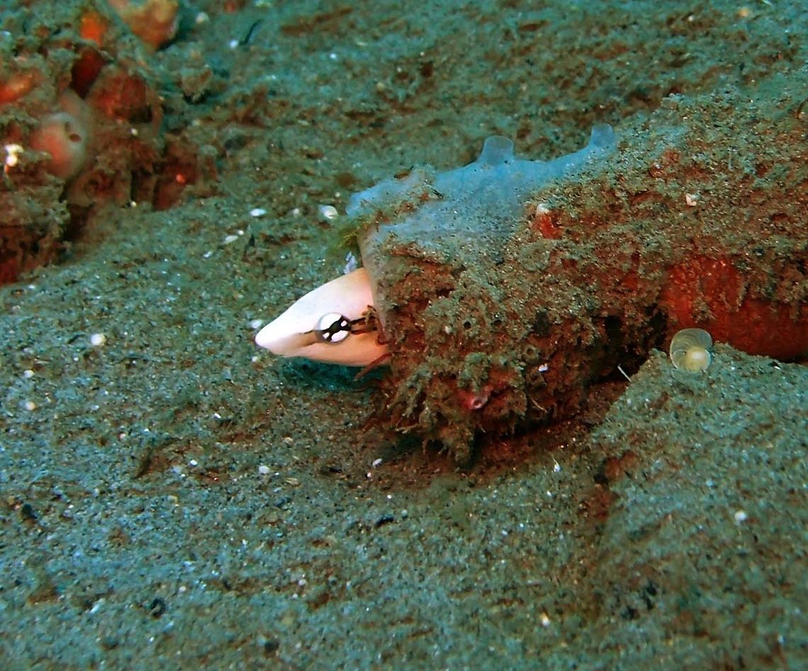 False Cleanerfish fang blenny Dauin, Philippines (2012). It adopts the appaearance of cleaner fishes but is in fact a combtooth blenny. What these blennies in fact do is to trick the fish clients and when they least expect it, instead of cleaning the blenny will oportunistically scrap off a mouthfool of skin from them! For the rest of their time they like to stay in crevices fitting their bodies while surveying the area with their heads out. Aspidontus taeniatus,Fall,False cleanerfish,Geotagged,Philippines