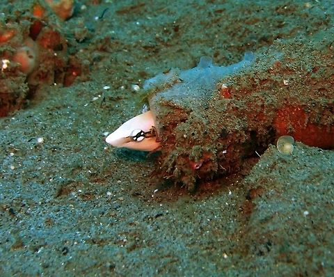 False cleanerfish