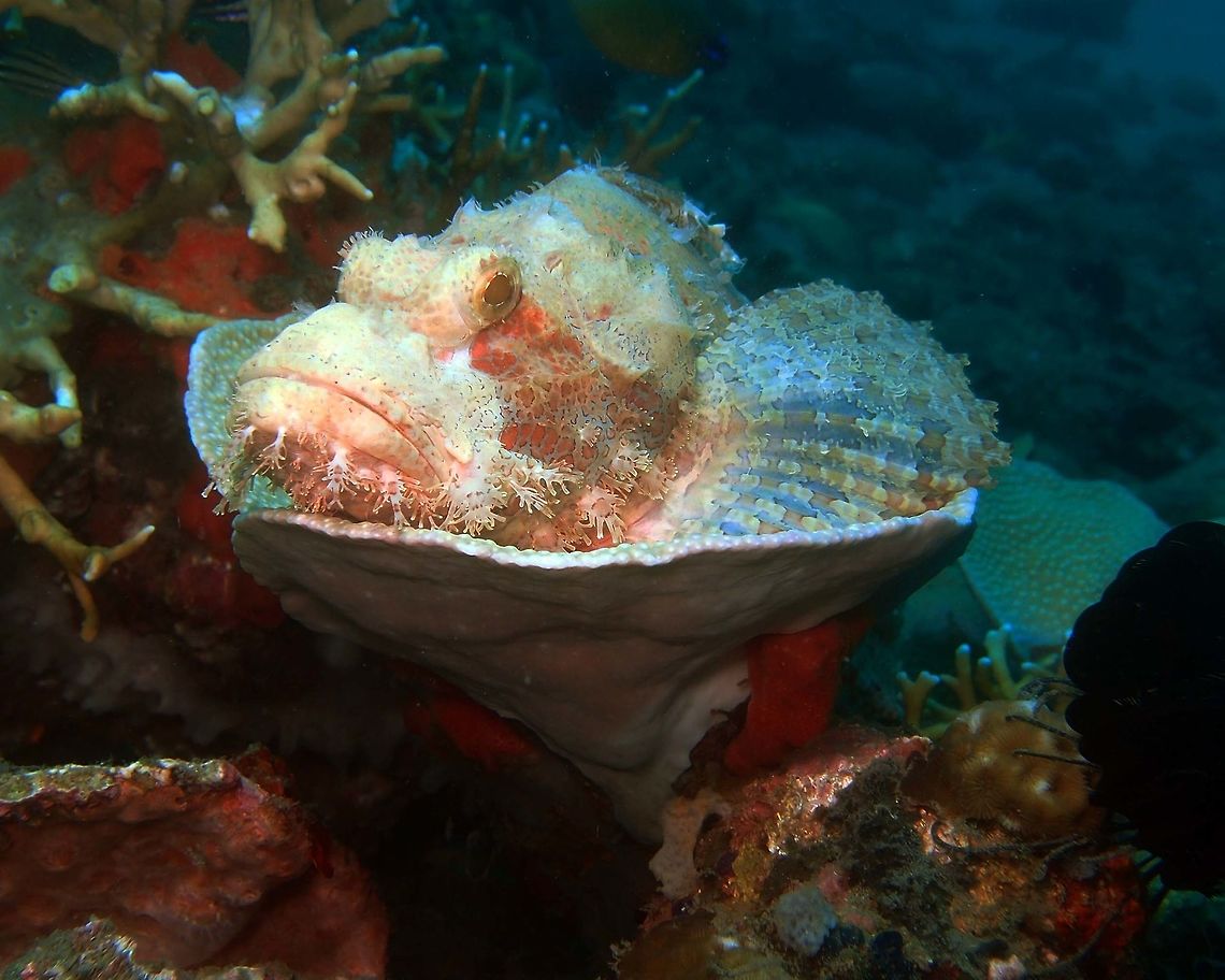 Poss's Scorpionfish Dauin, Philippines (2012).<br />
White-grey-reddish with a dark part behind the eyes that extends down the cheek. It has a short snout, fewer pectoral fin rays than other sp. in the same genus. This one was graciously lying on top of a cup-shaped hard coral.<br />
It could also be S. oxycephala, it is hard to tell. Fall,Geotagged,Philippines,Scorpaenopsis possi
